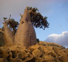 Экотуризм-удивительный мир острова Сокотра