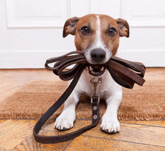 Ругай @ догоняй — эффективный способ приучить собаку слушаться хозяина на прогулке