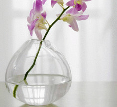 Как размножать орхидею фаленопсис