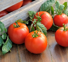 Как правильно пасынковать и прищипывать помидоры