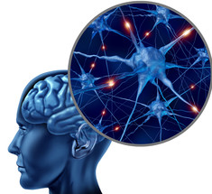 Нейробиология: Что происходит с мозгом, когда мы учимся