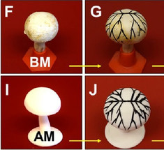 Солнечные био-панели напечатали 3D-принтером на грибах
