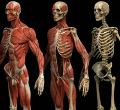 Любопытные факты о мышцах и костях человека