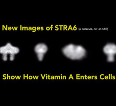Электронный микроскоп обнаружил, как витамин А попадает в клетки