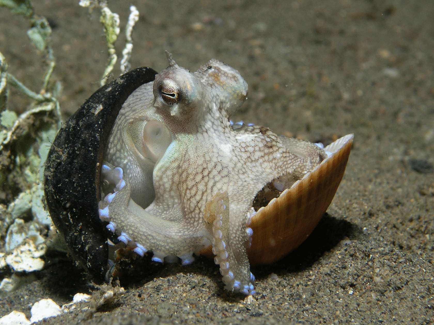 Необычный кокосовый осьминог