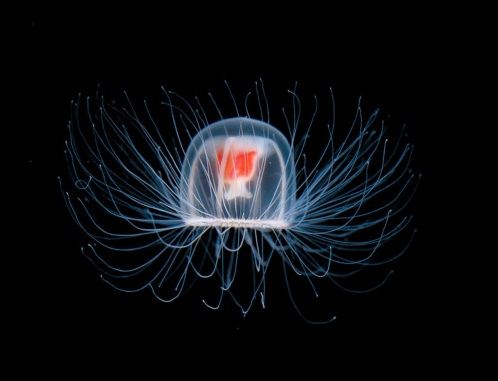 бессмертная медуза