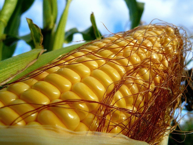 ГМО-кукуруза появится в Евросоюзе