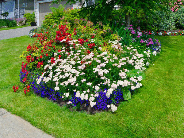 Придайте саду дополнительный объем с помощью цветущих растений