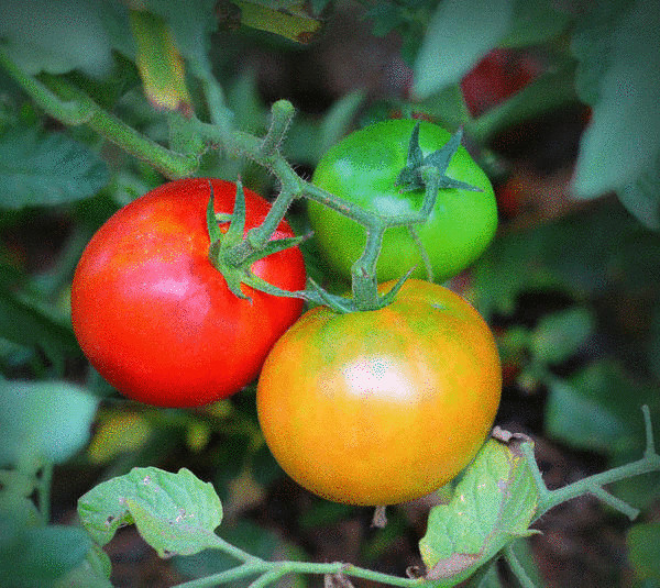 Победим фитофтору: выбираем сорта томатов