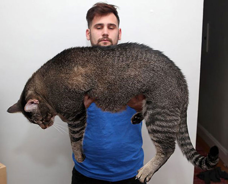 10 самых гигантских котов в мире