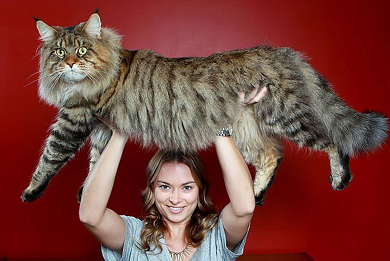 10 самых гигантских котов в мире