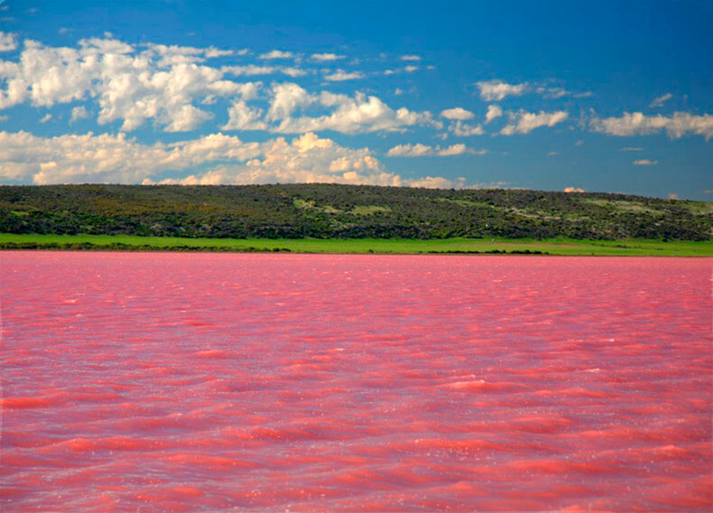 Озеро в России, которое каждый август превращается в «розовый кисель»