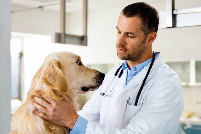 Ветеринар — профессиональная помощь заболевшим животным