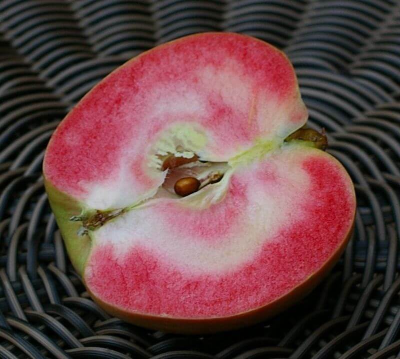 Яблоня Розовый жемчуг — украшение вашего сада