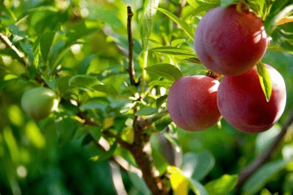 40 видов плодов на одном дереве 