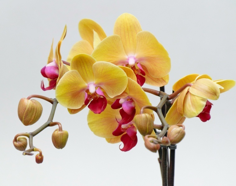 Почему у орхидеи опадают цветы и бутоны