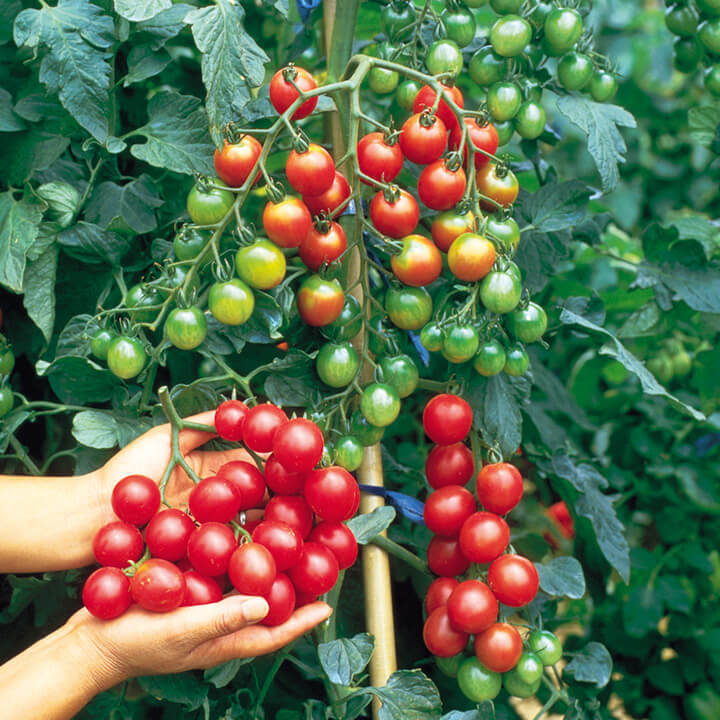 Как выращивать помидоры черри:  5 отличий в уходе