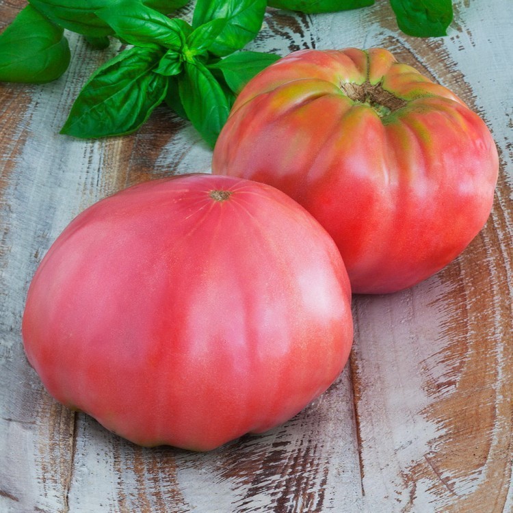 Метод выращивания томатов без полива
