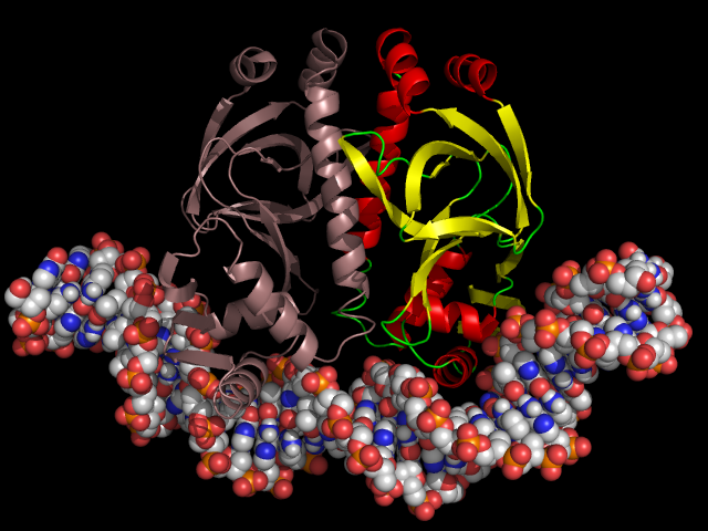 Внутриклеточная автоматика из ДНК и белков