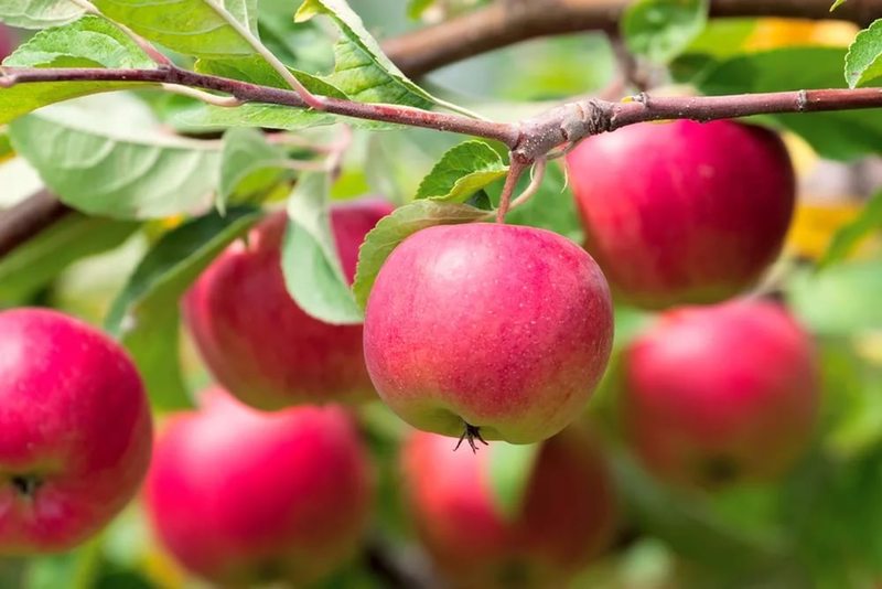 Как увеличить количество плодовых почек на яблоне и груше