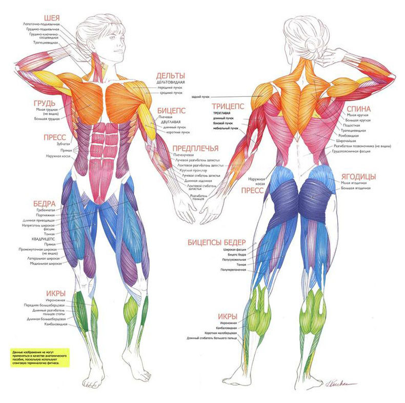 Таблица связей и значений отдельных органов и частей тела 