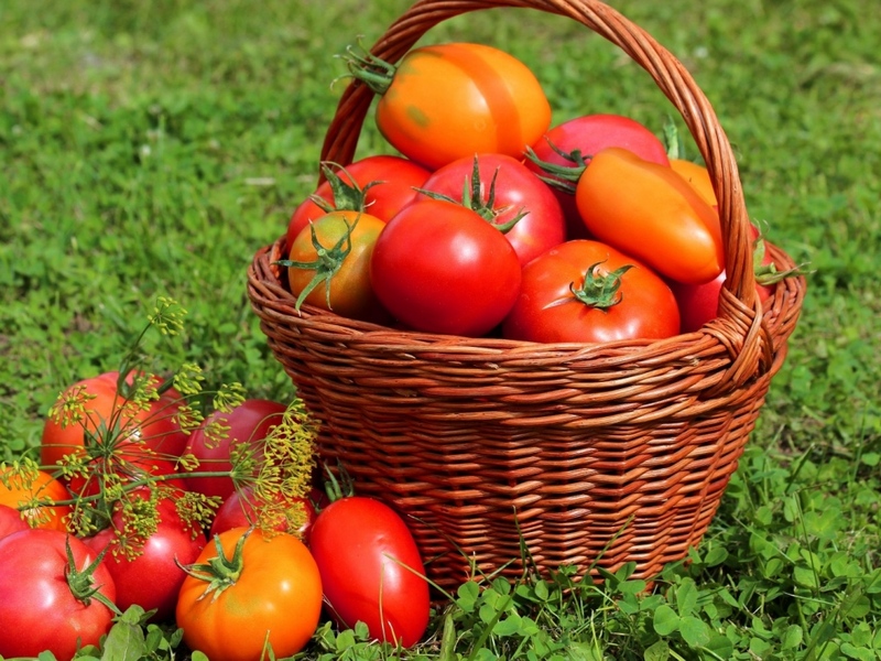 Как получить ранний урожай помидоров