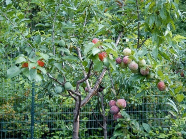 Дерево, которое на протяжении всего года дает 40 разных плодов