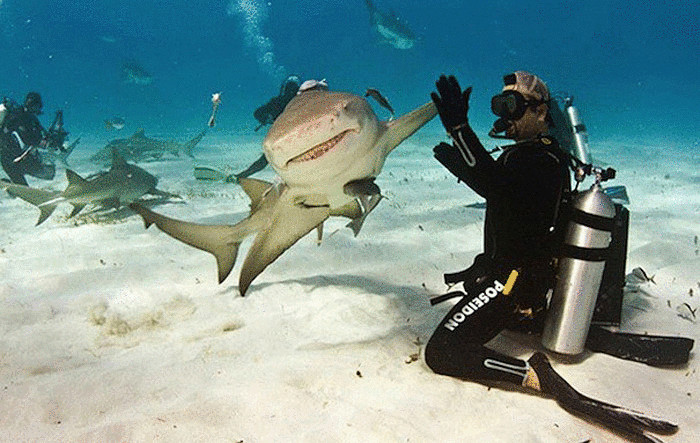 Дай пять: дайвер и акулий плавник. Дай пять: дайвер и акулий плавник.