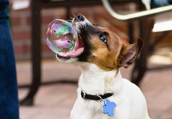 Джек-рассел и мыльный пузырь. Джек-рассел и мыльный пузырь.