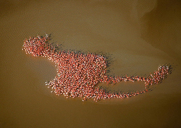 Фламинго из фламинго. Фламинго из фламинго.