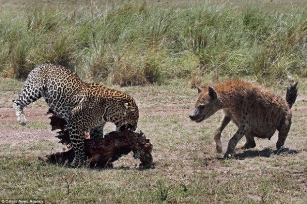 Драматические кадры — схватка леопарда и гиены