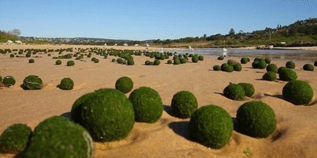  Эгагропила Линнея —редкие шаровые водоросли обнаружены на сиднейском пляже