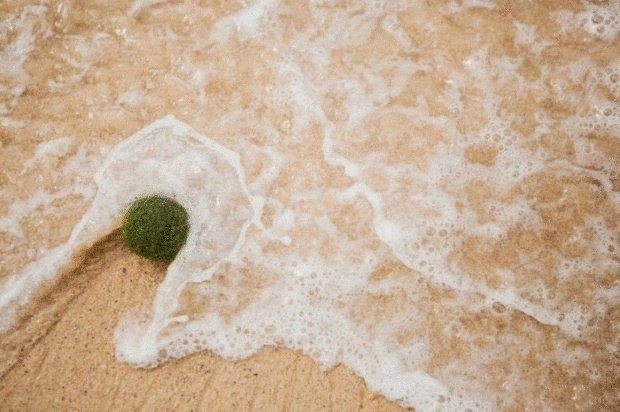  Эгагропила Линнея —редкие шаровые водоросли обнаружены на сиднейском пляже