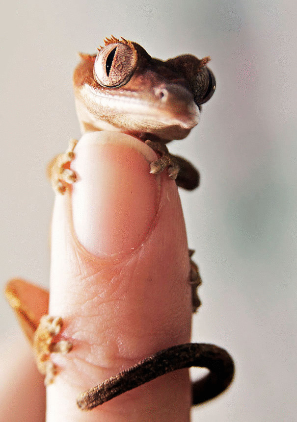 Рептилии тоже могут быть очень  милыми