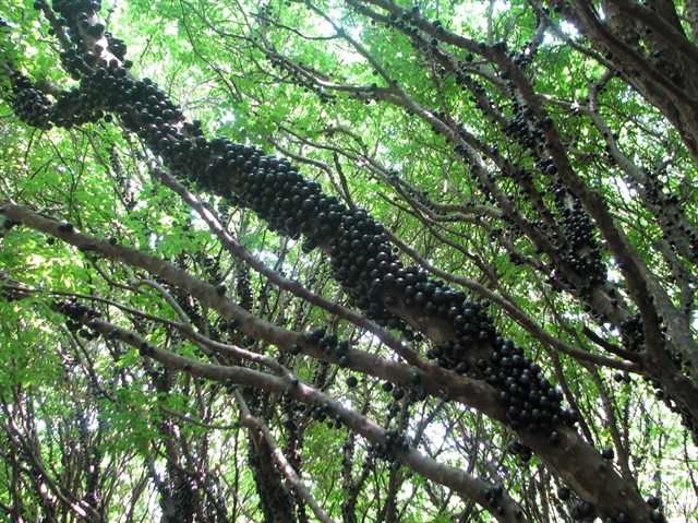 Удивительное ягодное дерево – Джаботикаба