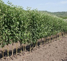 Как правильно ухаживать за плодовыми саженцами