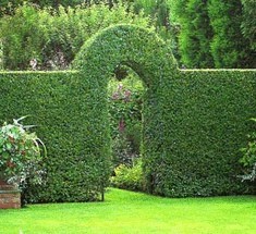 8 этапов  устройства великолепной живой изгороди