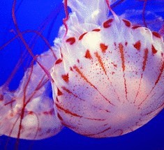 Памперсы из медуз