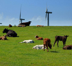 Великобритания планирует ограничить ветряные электростанции