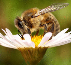 Как отвадить пчел и не навредить им?