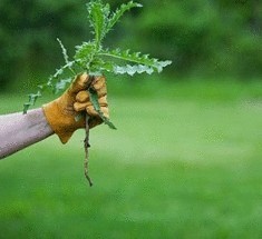 9 эффективных  способов борьбы с сорняками