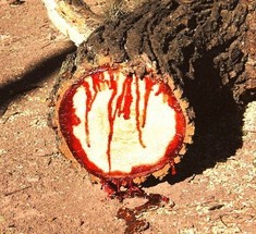Кровоточащее дерево Птерокарпус