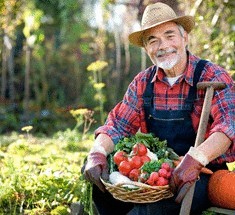 Полив и подкормка томатов