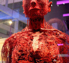 Ученые научились «печатать» кровеносную систему