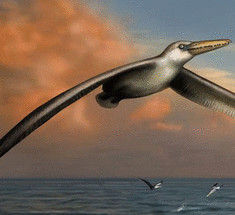 Американские ученые нашли останки самой крупной летающей птицы
