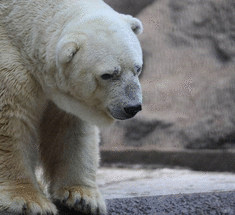 Артуро - самый печальный белый медведь в мире, который борется с 40 С жарой+видео
