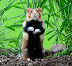 Эльзасский хомяк – 3 миллиона евро, как шанс на спасение