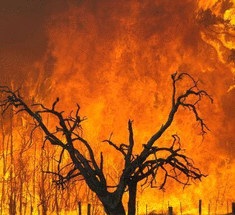  Лесные пожары намного губительней для экологии, чем считалось до сих пор