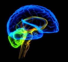 Ученые нейрофизиологи обнаружили не стареющую часть мозга