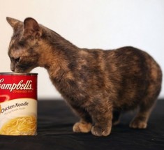 Самая низкорослая кошка в мире